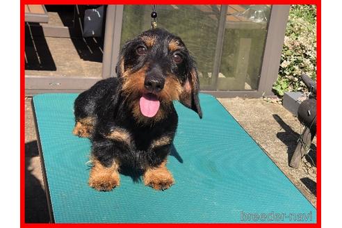 販売中のカニンヘンダックスフンド(ワイヤーヘアード)の親犬